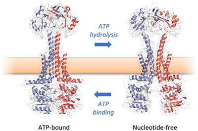 Corrigendum: Antibiotic Resistance Mediated by the MacB ABC Transporter Family: A Structural and Functional Perspective